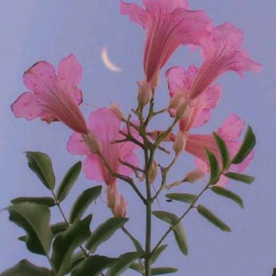 梦幻伏妖手机版下载